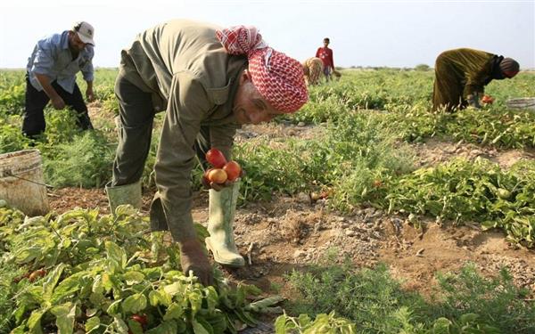 الزراعة: صادرات مصر الزراعية تتجاوز 3 ملايين طن هذا العام
