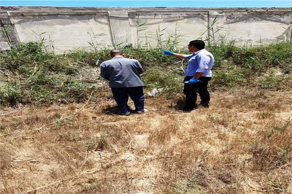 زراعة البحيرة: حملة مكبرة لمواجهة القوارض لحماية محصول القمح