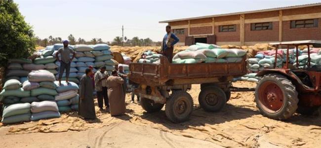 محافظ المنيا يتابع توريد القمح بالعدوة: تسليم 390 ألف طن بالشون 