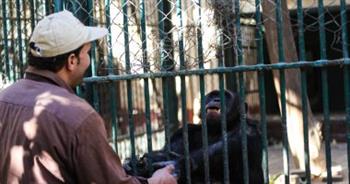   حديقة الحيوان عن جدرى القرود: لا يوجد قرد واحد تم استيراده من الخارج