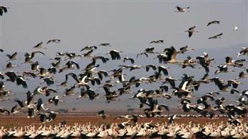 البيئة تحتفل اليوم برصد الطيور الحوامة من قلب نهر النيل