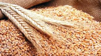   أحمد موسى: ارتفاع إنتاج القمح لتلبية 65 % من الاحتياجات العام المقبل