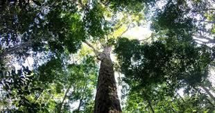   اكتشاف غابة عمرها 4 ملايين عام بها أطول أشجار في العالم