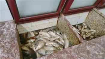   محافظة الجيزة: ضبط أسماك مملحة غير صالحة للاستخدام الآدمي وغلق عدد من المخابز المخالفة