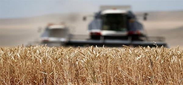 محافظ الغربية: توريد 2286 طن قمح إلى الصوامع