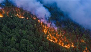  بسبب حرائق الغابات.. أمريكا تعلن ولاية مكسيكو منطقة كوارث