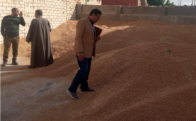 انطلاق موسم توريد القمح بمحافظة مطروح