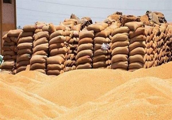 تموين الأقصر: توريد 1436 طن قمح للشون والصوامع حتى الآن