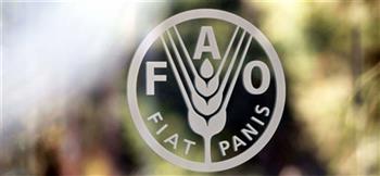   «الفاو»: انخفاض طفيف في أسعار الزيوت النباتية والذرة