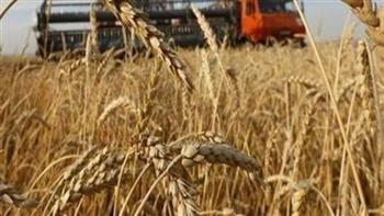   صوامع القمح تواصل استلام المحصول من المزارعين على مستوى محافظات الجمهورية 