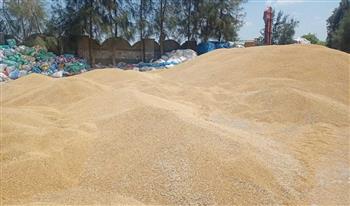   محافظ الغربية: مواقع التخزين بالغربية تستقبل اليوم 4597,2 طناً من القمح المحلي