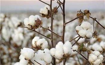 زراعة 1616 فدان قطن فائق الطول والنعومة بمحافظة دمياط