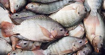   استقرار أسعار الأسماك اليوم.. البلطى الأسوانى من 20 إلى 45 جنيها