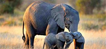   إجراءات جديدة لحماية أفيال الغابات الأفريقية المهددة بالانقراض