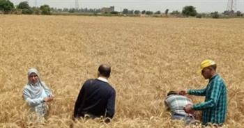 التموين: حوافز إضافية للمزارعين الملتزمين بتوريد حصة القمح