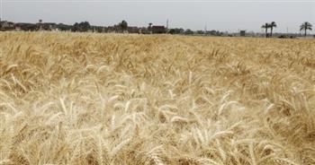   محافظ سوهاج :منع تسليم أي أسمدة للمزارعين بدون إيصال توريد محصول القمح