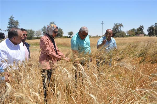 محافظ الوادى الجديد يوجه بحصر زراعات القمح لتحقيق المعدل المطلوب