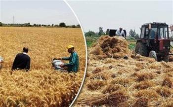 زراعة الوادي الجديد: توريد 456 ألفًا و171 طنًا و884 كيلو من محصول القمح