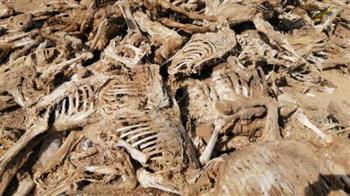   مصطفى بكري عن اكتشاف مقبرة للحمير بالفيوم: هناك من يتآمر على صحة المصريين 