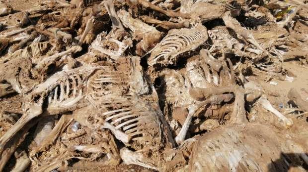 مصطفى بكري عن اكتشاف مقبرة للحمير بالفيوم: هناك من يتآمر على صحة المصريين 