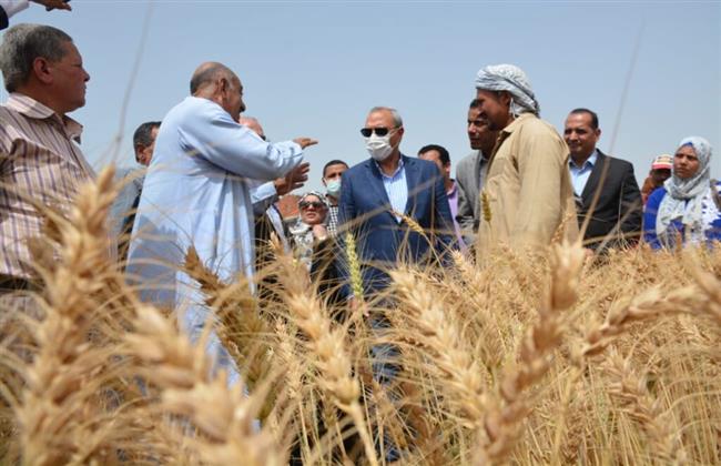 توريد 172 ألف طن قمح بشون وصوامع الغربية