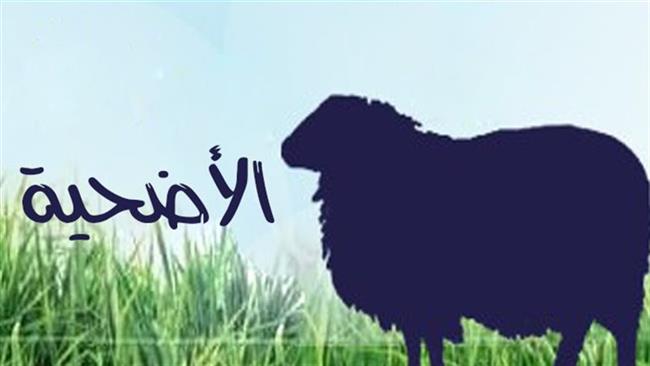 هل تجوز الأضحية من البقر والجاموس إذا كان سنها أقل من سنتين؟