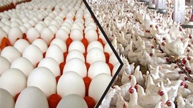 الزراعة: أسعار الخضراوات انخفضت وحققنا اكتفاء ذاتيا من الدواجن والبيض