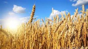   وزير خارجية إيطاليا: كارثة غذائية غير مسبوقة بسبب «حرب القمح» في أوكرانيا