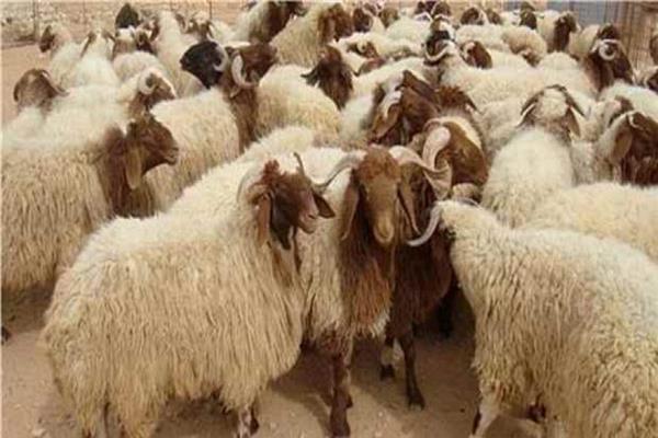 هل يجوز شراء الأضحية عن طريق الوزن؟