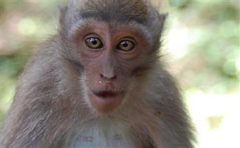   «لبنان»: اكتشاف إصابات محتملة بجدرى القردة