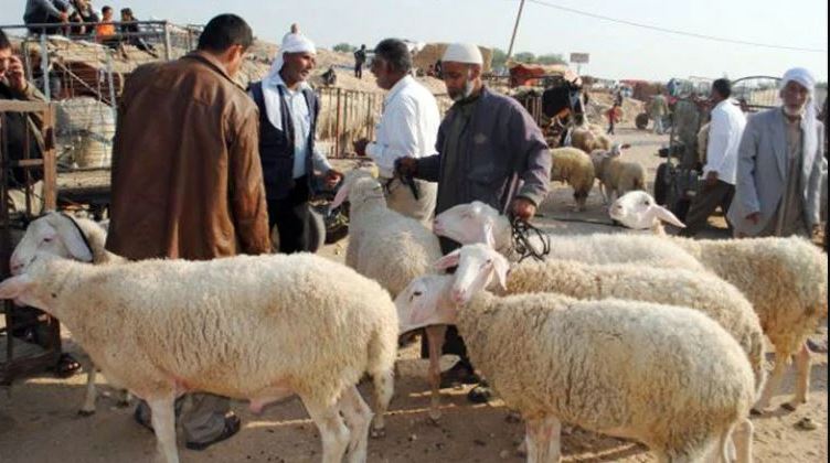 قبل عيد الأضحي.. ننشر منافذ وزارة الزراعة لبيع أضاحي العيد