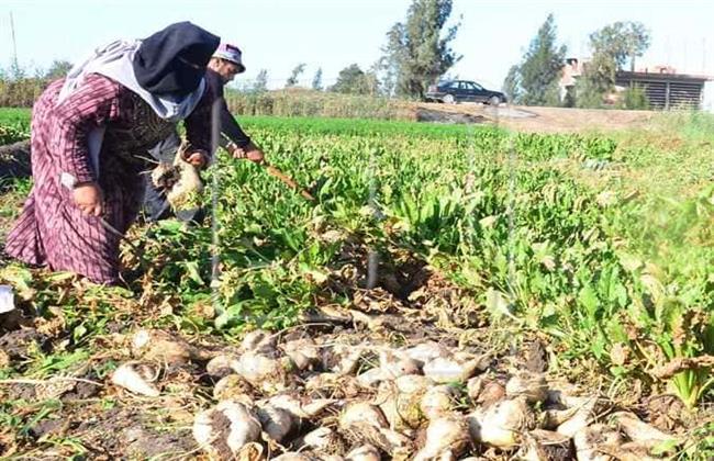 بدء موسم حصاد البنجر في مشروع غرب غرب المنيا