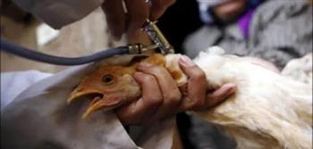   هيئة الغذاء الكويتية توصي بحظر استيراد لحوم الطيور من 14 ولاية أمريكية