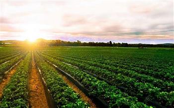   خبير اقتصادي: «إفريقيا لديها 200 مليون فدان صالحة للزراعة»