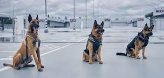   دراسة جديدة: ٩٢٪ من الكلاب البوليسية يمكنها تحديد المسافرين المصابين بكورونا