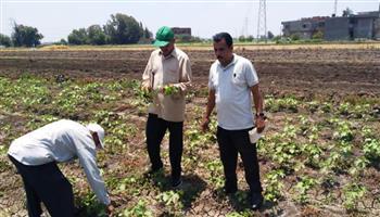 زراعة 44 ألف فدان قطن و 295 ألف فدان أرز و 74 ألف فدان ذرة بالبحيرة 