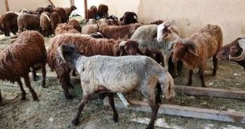 غرامة 3 آلاف جنيه.. 7 محاذير لإقامة شوادر عرض وبيع الأضاحى بالشوارع
