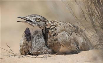   إطلاق 2000 طائر حباري بمحمية العميد للحفاظ عليه من الانقراض.. «البيئة» تكشف التفاصيل