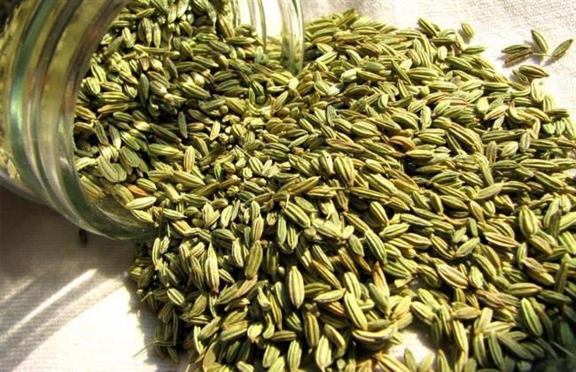 كلمة السر.. زيت الشمر لعلاج تساقط الشعر
