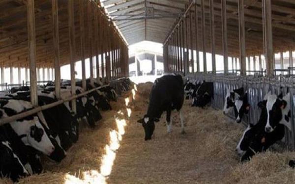 محافظ الفيوم: الدولة مهتمة بصغار مربى الماشية