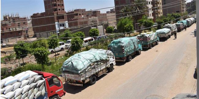 توريد 427 ألف طن قمح لصوامع وشون المنيا