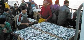   موريتانيا تسمح لسفن جزائرية بصيد الأسماك في شواطئها