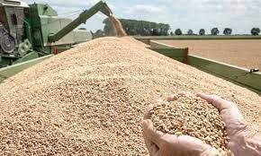 "الزراعة" تتابع عملية توريد القمح في كفر الشيخ