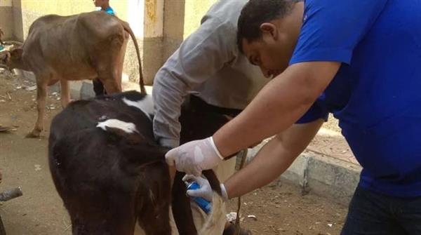 إندونيسيا تهدف إلى تحصين 800 ألف رأس من الماشية ضد الحمى القلاعية