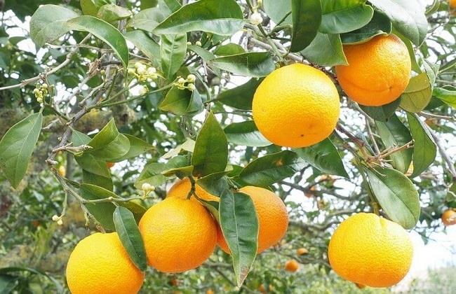 الزراعة: مصر الأولى عالميا في الموالح.. ونصدر 350 منتجًا لـ 150 دولة