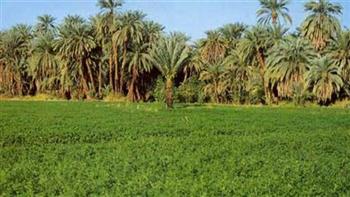   خبير زراعي لـ"حديث القاهرة": المعالجة الثلاثية لمياه الصرف تؤدي إلى زراعة 2 مليون فدان