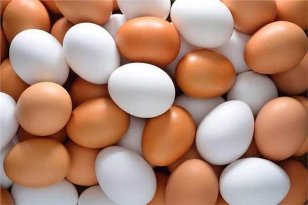 أسعار البيض في المزارع المحلية اليوم