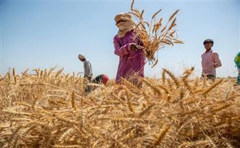  حظر تصدير القمح يُؤجج غضب المزارعين في الهند