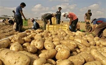   "الزراعة": صادرات مصر من البطاطس تتجاوز 816 ألف طن للمرة الأولى في 6 شهور