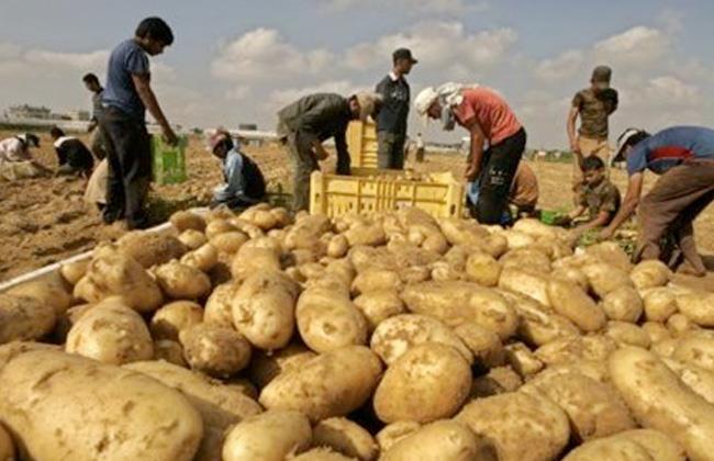 "الزراعة": صادرات مصر من البطاطس تتجاوز 816 ألف طن للمرة الأولى في 6 شهور